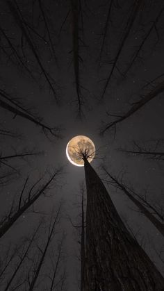 the moon is seen through the trees in this dark night time photo taken from below