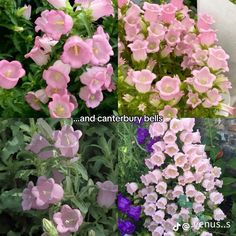 three different types of pink and white flowers with green leaves in the middle one is purple