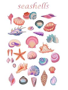 an illustration of seashells on a white background