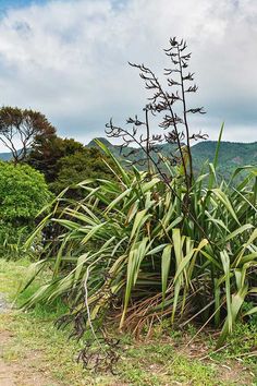 a tall plant sitting on the side of a dirt road next to a lush green forest