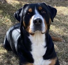 a large black and brown dog laying in the grass