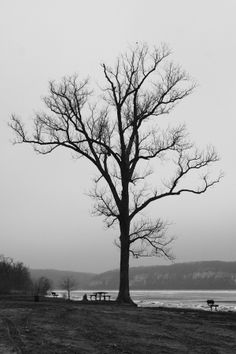 a black and white photo of a tree in the middle of a field with benches