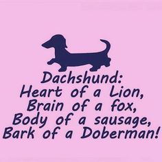 a pink background with a black dachshund on it