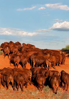 a herd of brown cows walking across a dry grass field