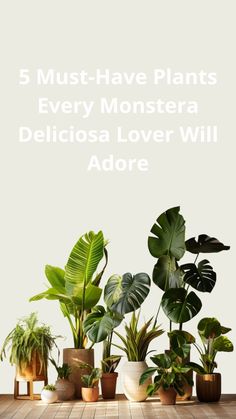 a table topped with lots of potted plants next to a white sign that says 5 must - have plants every monstera delicia lover will adore