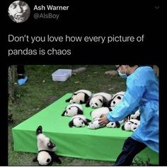 a man in blue jacket touching pandas on green table