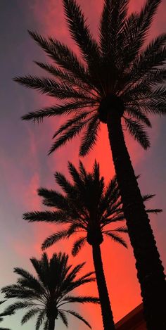 palm trees are silhouetted against an orange and pink sky