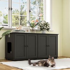 a cat laying on top of a white rug in front of a window next to a black cabinet