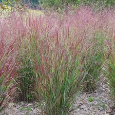 some very pretty pink plants in the grass