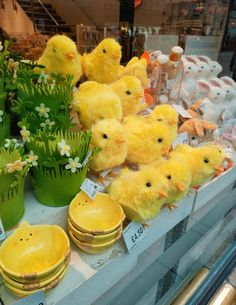 several yellow chicks sitting on display in a store window with flowers and other items behind them