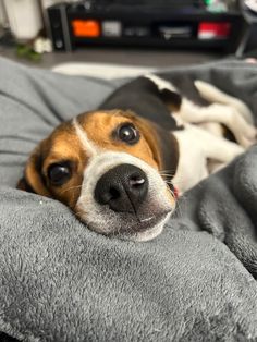 a dog laying on top of a gray blanket