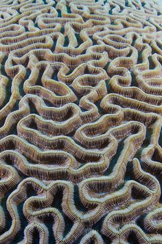 an image of a group of corals in the ocean