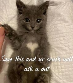 a small kitten sitting on top of a bed next to a person's hand