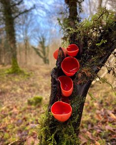 red cups on a tree in the woods