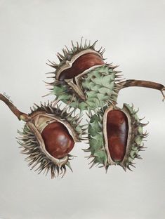 three fruits with green leaves and brown seeds