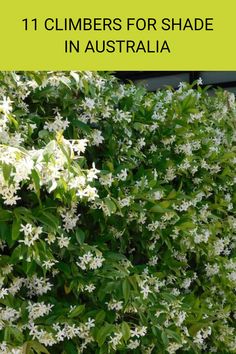 white flowers with green leaves and the words 11 climbers for shade in australia