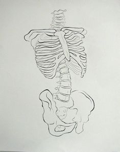 a black and white drawing of a skeleton on a piece of paper with the ribs visible