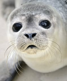 a close up of a baby seal with big eyes