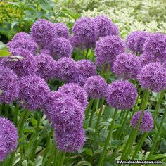 purple flowers are blooming in the garden