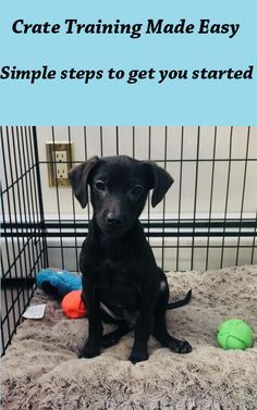 a black dog sitting on top of a bed next to a cage filled with balls