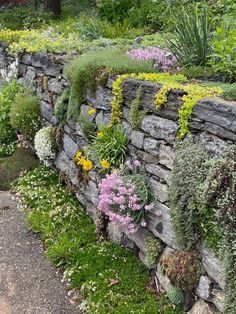 a stone wall with various plants growing on it