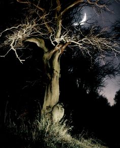 a creepy looking tree in the middle of a field at night with a full moon behind it