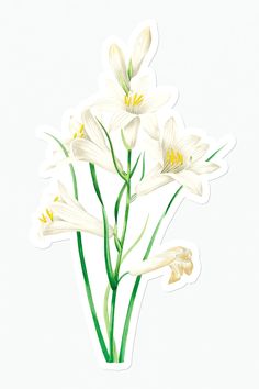 some white flowers with green stems in a glass vase on a white background sticker