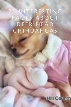 a small dog laying on top of a bed next to a stuffed animal and text that reads, 25 interesting fact about deer head chihuahuas