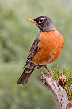 a bird sitting on top of a pine tree branch