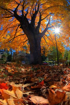 an autumn scene with leaves on the ground and a tree in the background