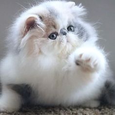 a small white and gray kitten sitting on top of a carpet next to a wall