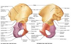 the anatomy of the human skull and its major bones, including the pel girdle