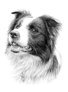 a drawing of a dog's face