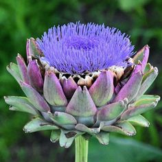 a purple flower with green leaves in the background