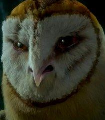 an owl is staring at the camera while wearing a collar