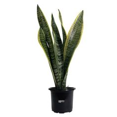 a green plant in a black pot on a white background