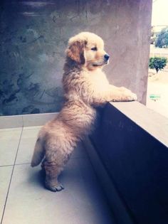 a brown dog standing on its hind legs and pawing the side of a window