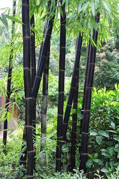 an image of bamboo trees in the forest