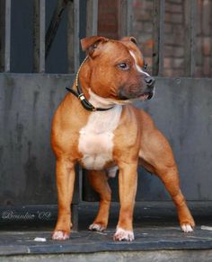 a brown and white dog standing in front of a gate