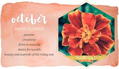 an orange flower with the words, birth flower