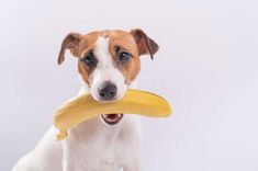 a brown and white dog holding a banana in it's mouth