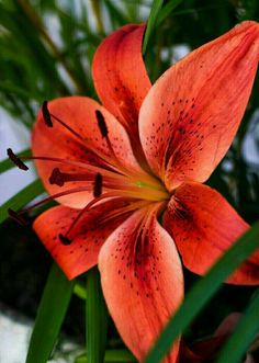 an orange flower with black spots on it