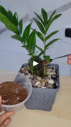 someone is cutting into a potted plant with a pair of scissors on the table