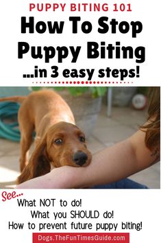 a dog is being petted by its owner with the caption how to stop puppy biting in 3 easy steps