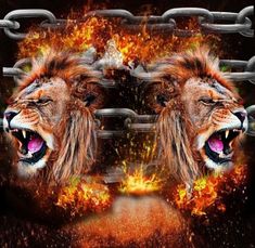 two lions with their mouths open in front of a chain link fence and flames coming out of them