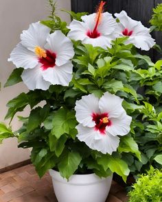 some white and red flowers in a pot