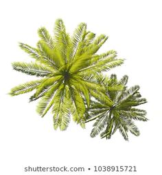 two green plants on a white background with the words shutterstock com 103381372