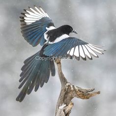 a black and white bird sitting on top of a tree branch with its wings spread