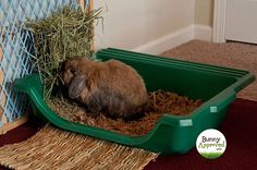 a small brown rabbit sitting in a green litter box filled with hay and grass next to a door