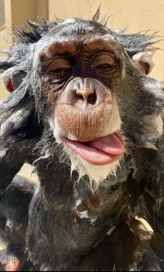 a close up of a monkey with its mouth open and hair blowing in the wind